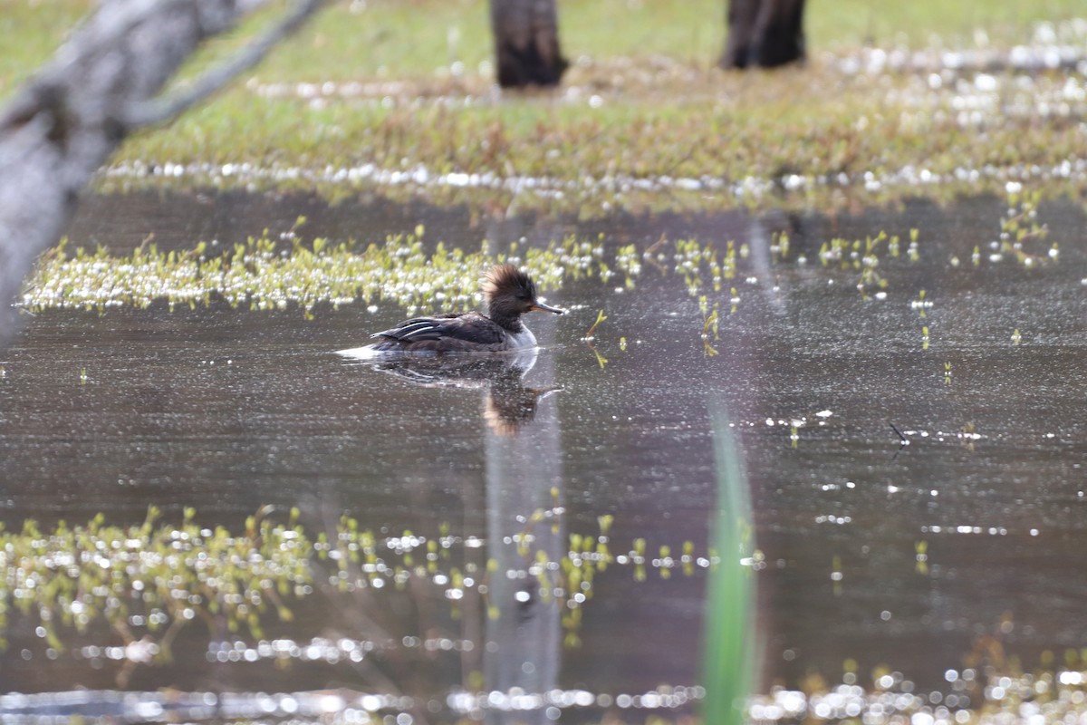 Hooded Merganser - ML632840302