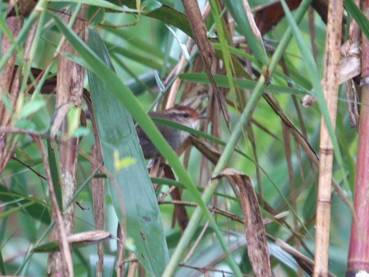 Chestnut-crowned Bush Warbler - ML632840420