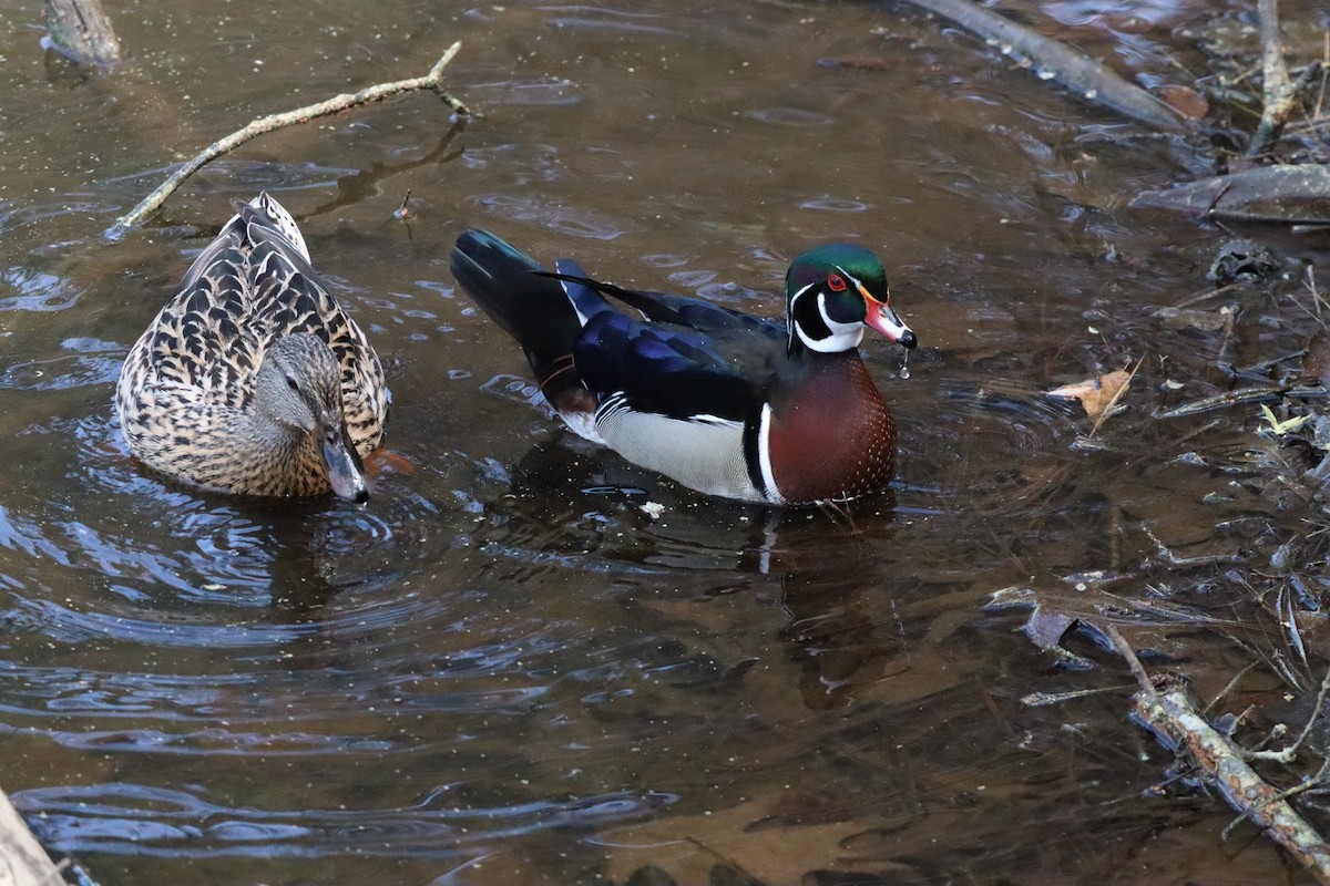Wood Duck - ML632840541