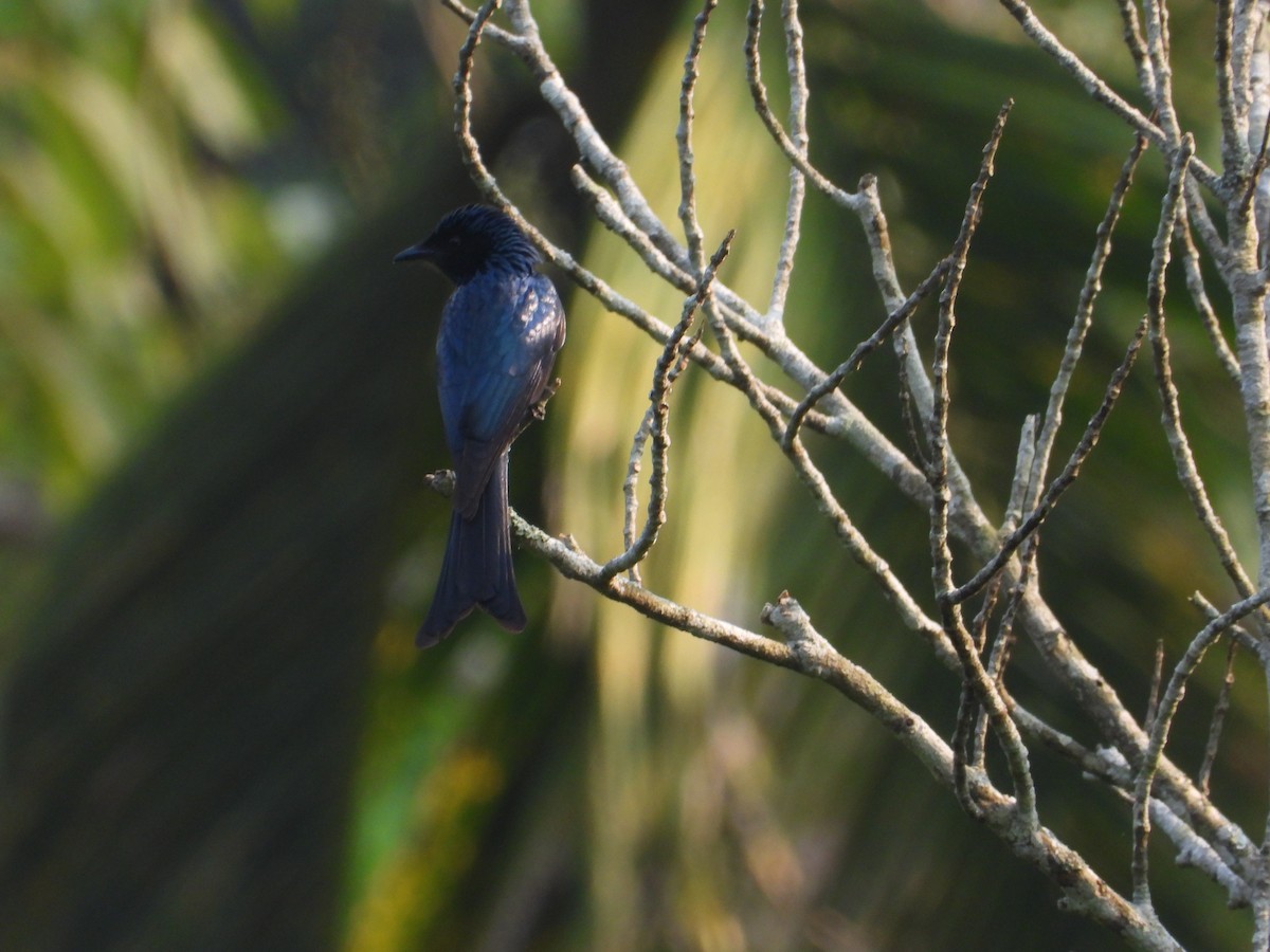 Bronzed Drongo - ML632840547