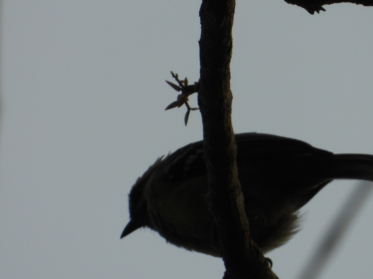 Indian Yellow Tit - ML632840633