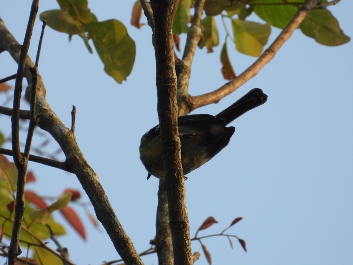 Indian Yellow Tit - ML632840639