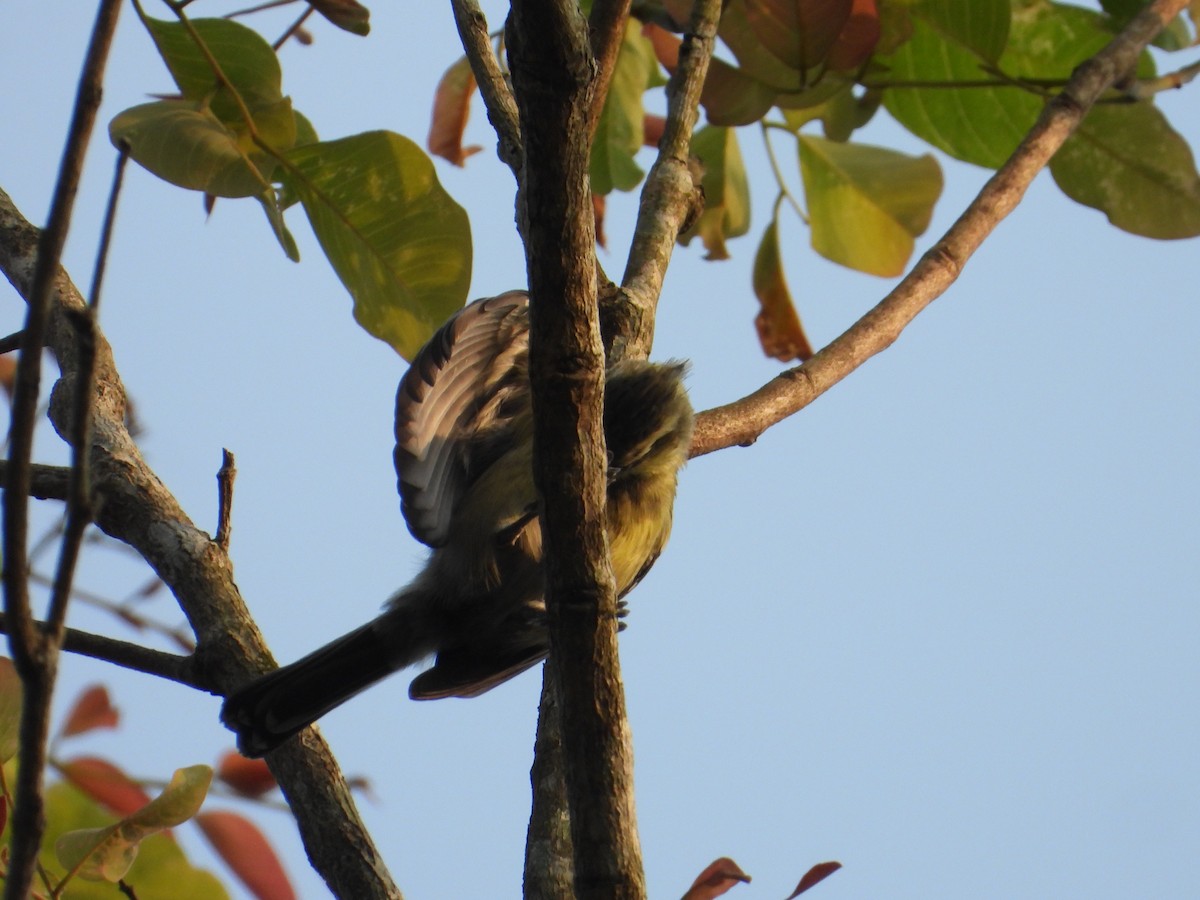 Indian Yellow Tit - ML632840640