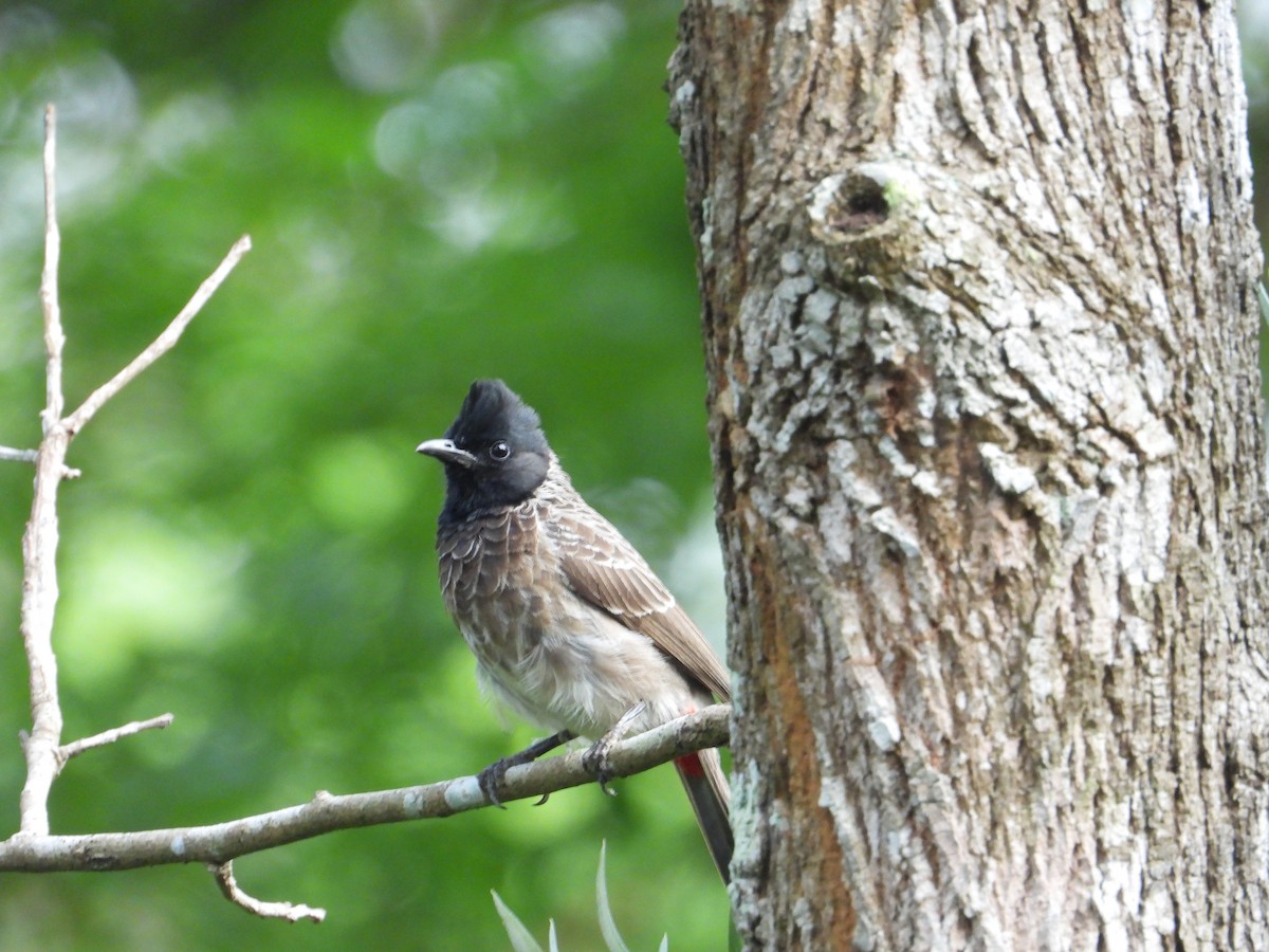 Red-vented Bulbul - ML632840653