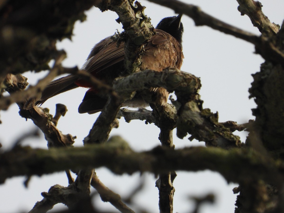 Red-vented Bulbul - ML632840654