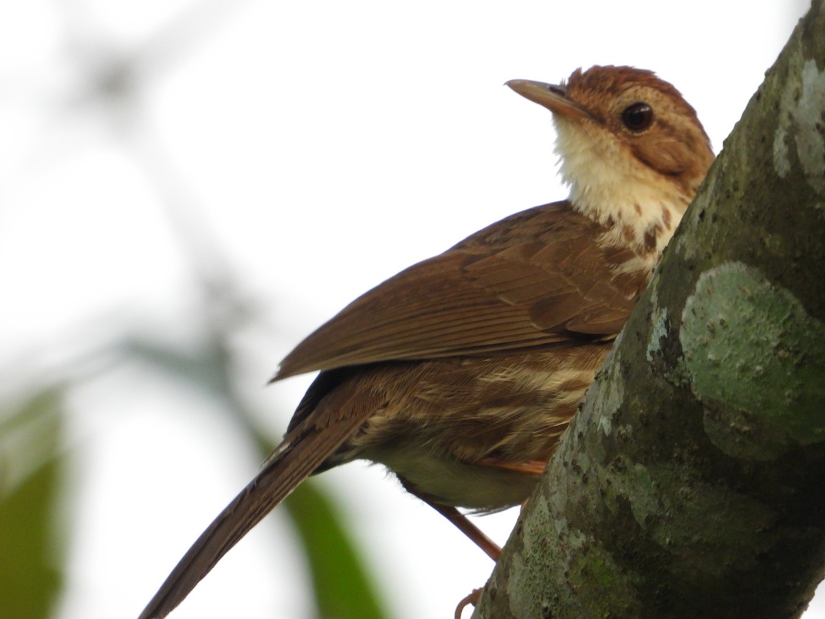Puff-throated Babbler - ML632840667