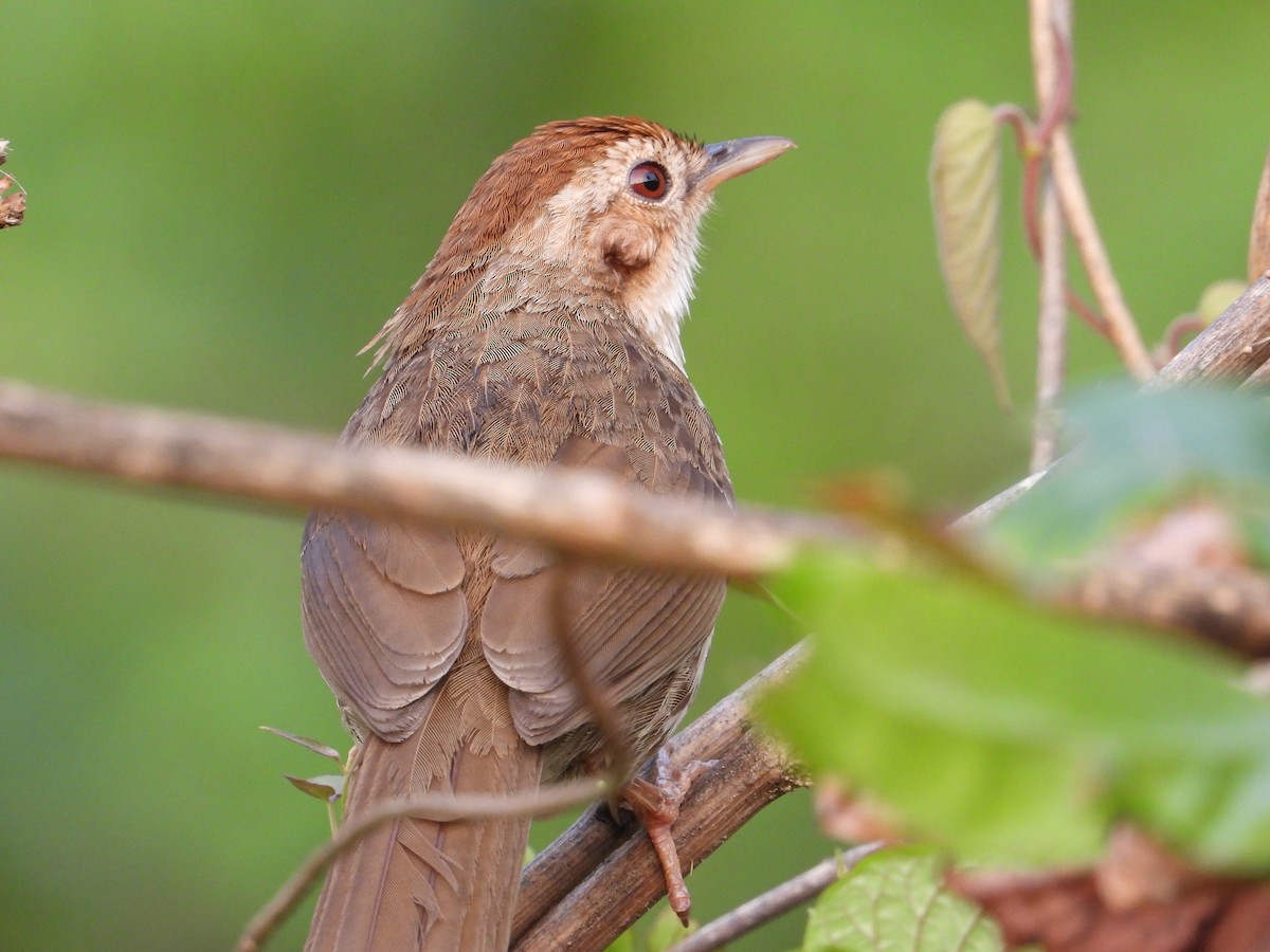 Puff-throated Babbler - ML632840668