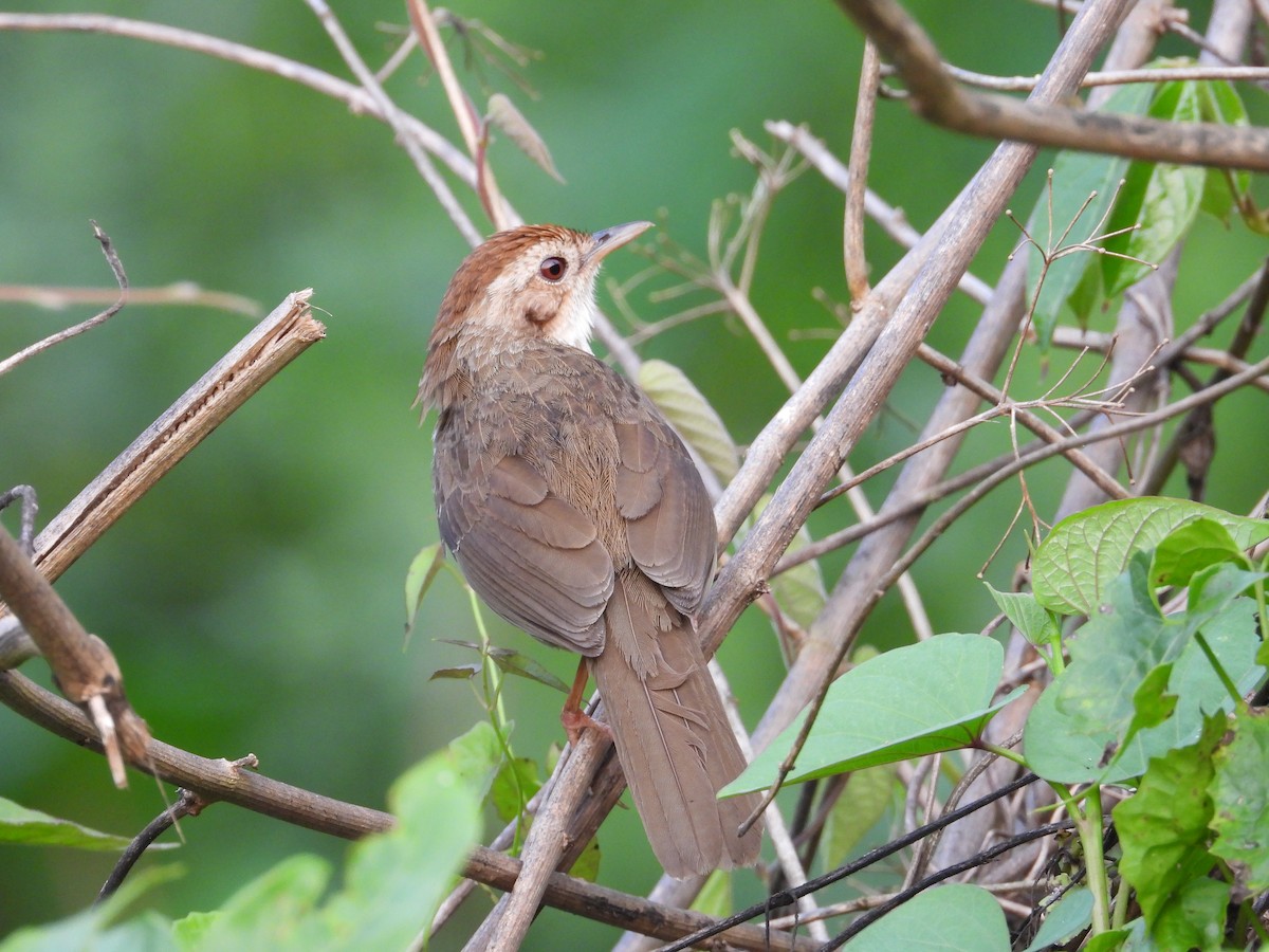Puff-throated Babbler - ML632840669