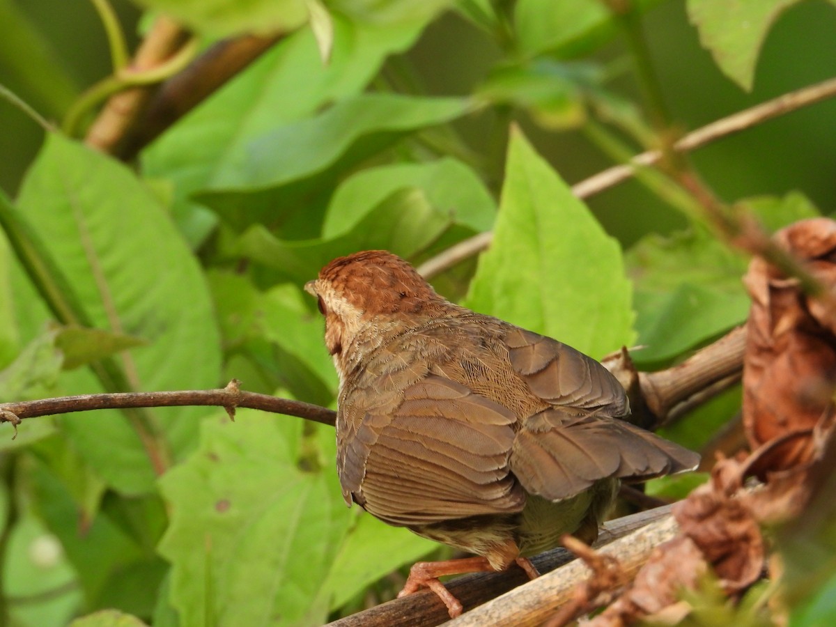 Puff-throated Babbler - ML632840672