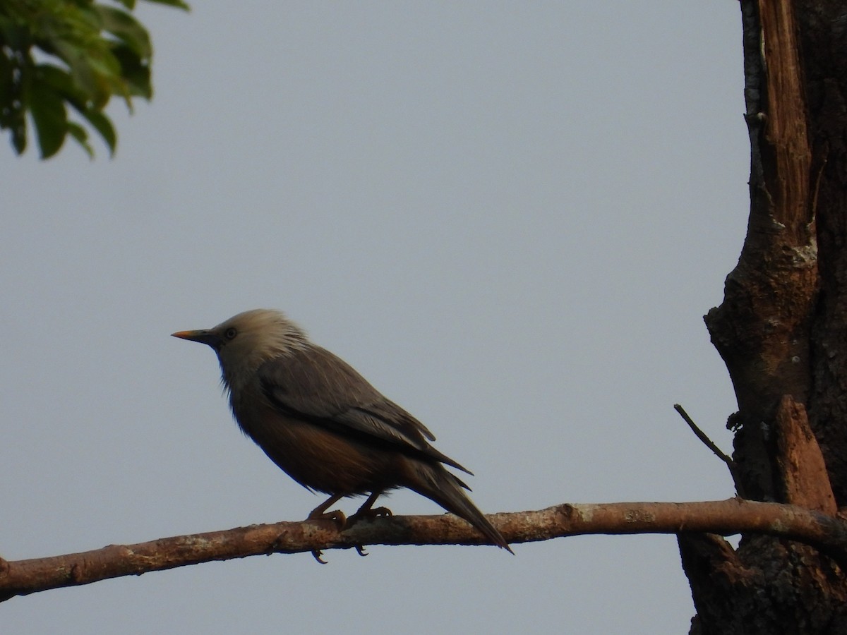 Malabar Starling - ML632840686