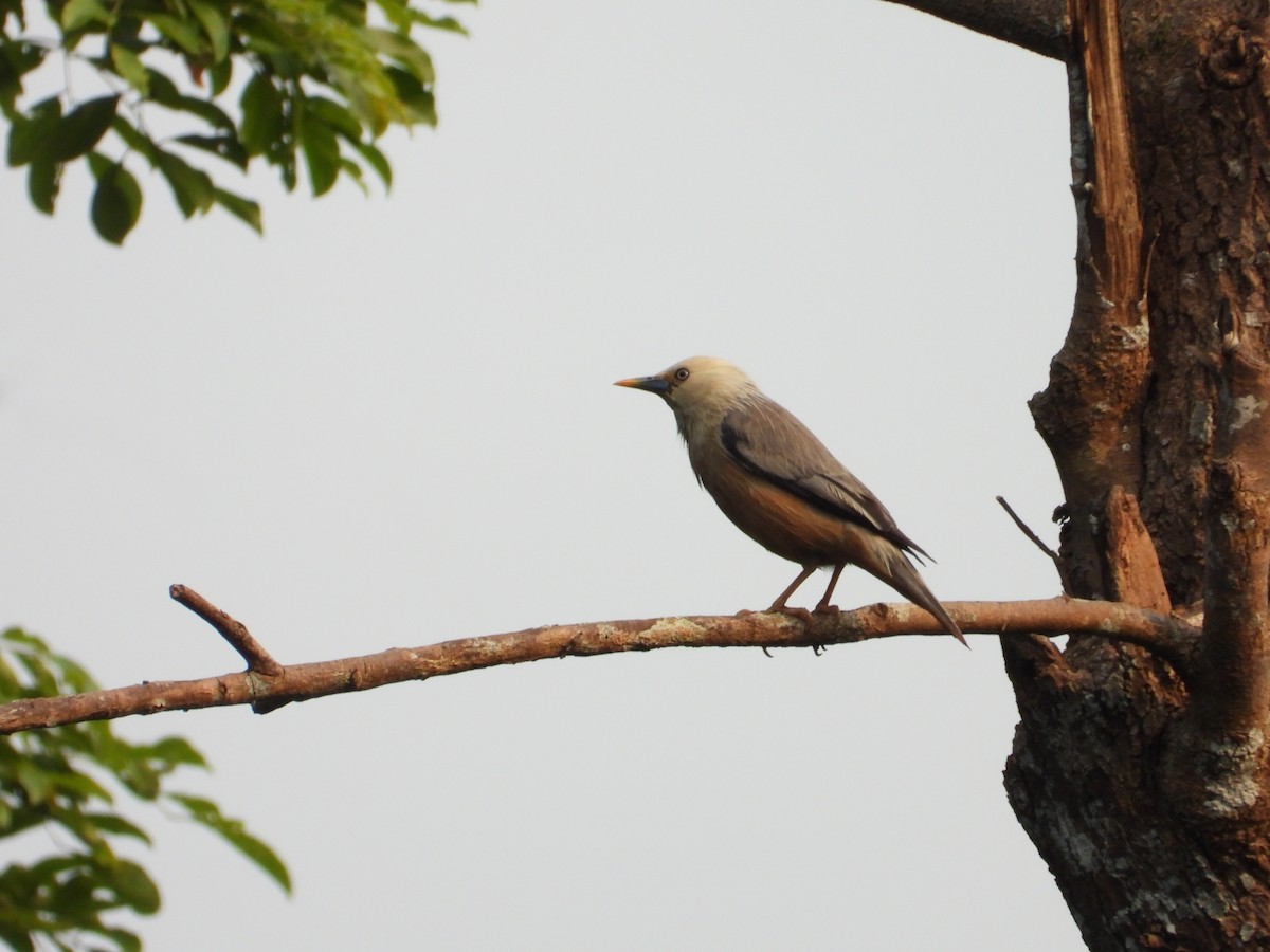 Malabar Starling - ML632840687