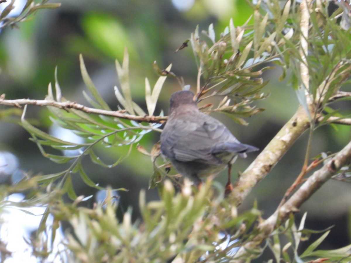 Indian Blackbird - ML632840710