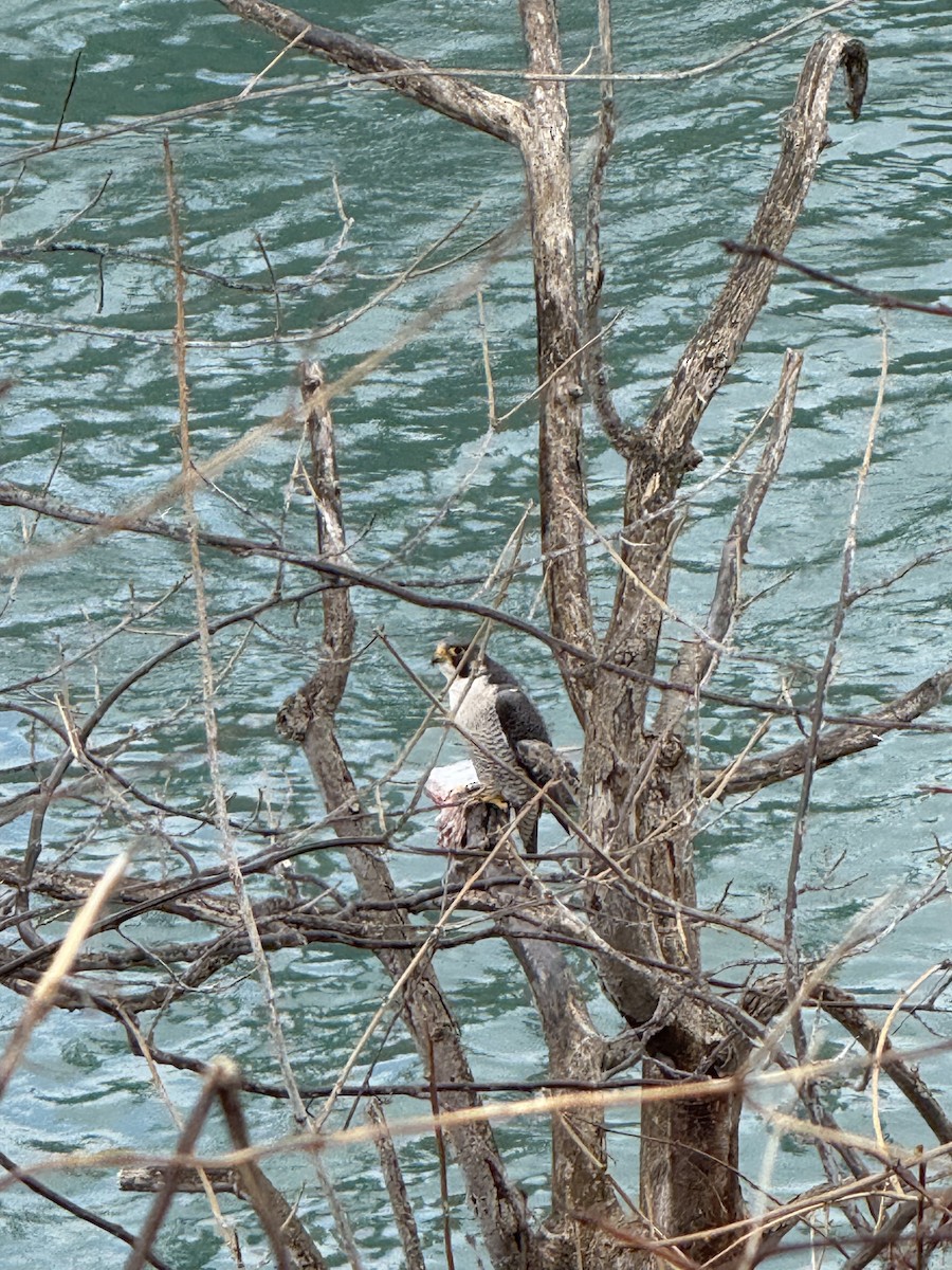 Peregrine Falcon - ML632840757