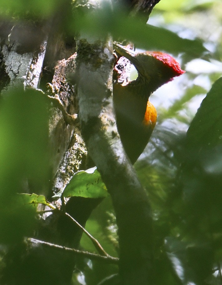 Buff-spotted Flameback - ML632840763