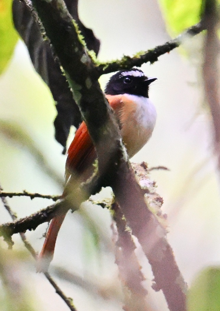 Black-and-cinnamon Fantail - ML632840780