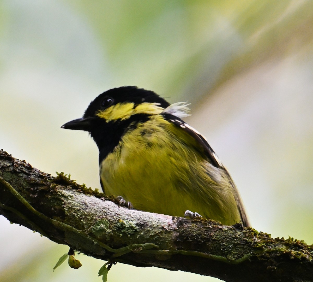 Elegant Tit - ML632840788