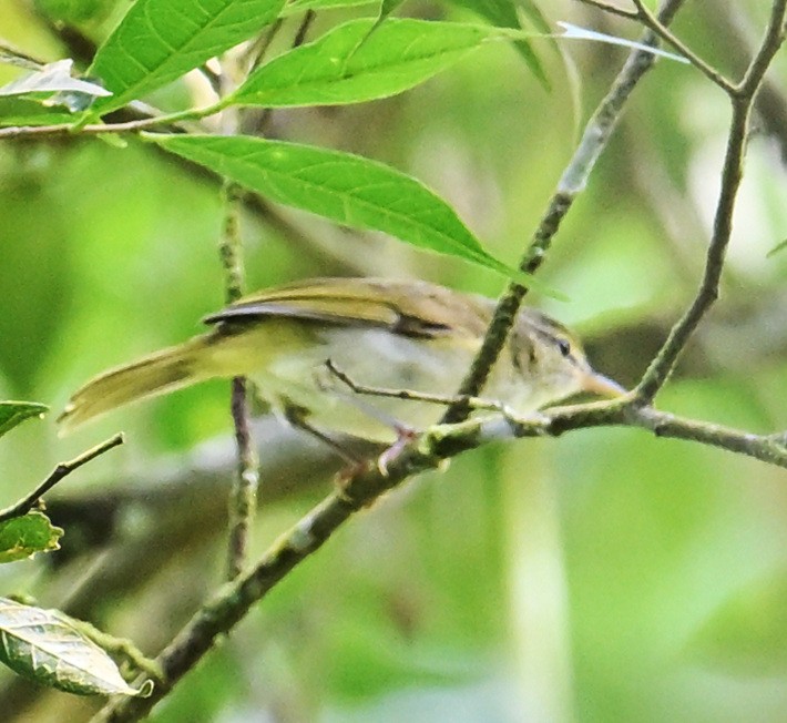 Philippine Leaf Warbler - ML632840796