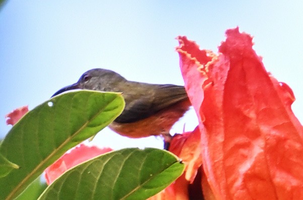 sunbird sp. - ML632840808