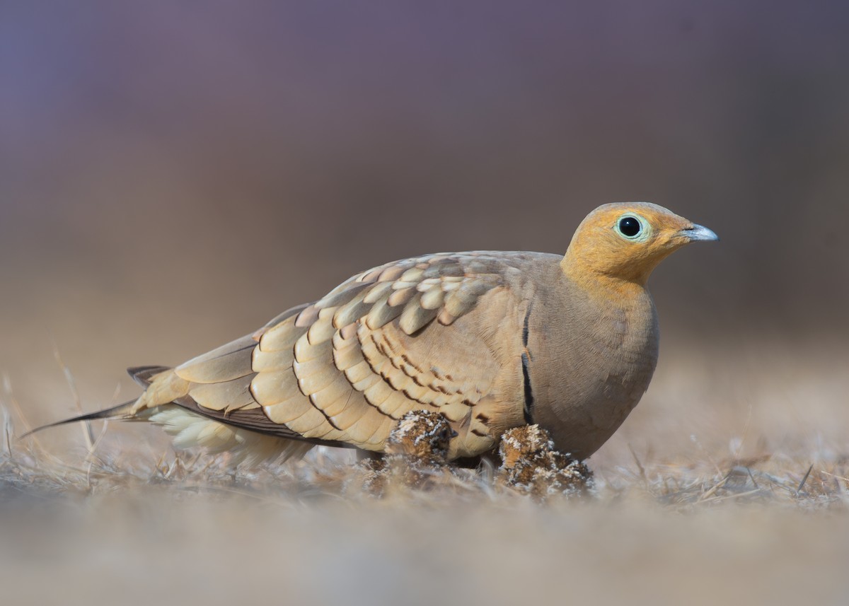 Chestnut-bellied Sandgrouse - ML632840831
