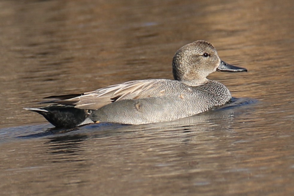 Бор нугас - ML632840854