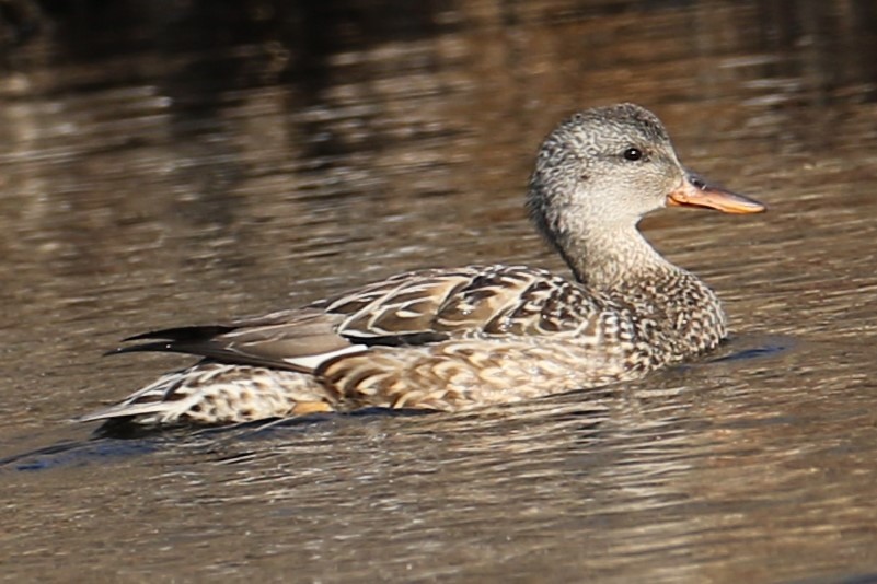 Бор нугас - ML632840856