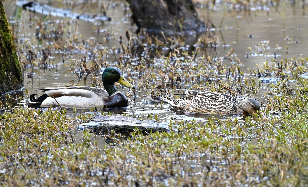 Mallard - ML632840867
