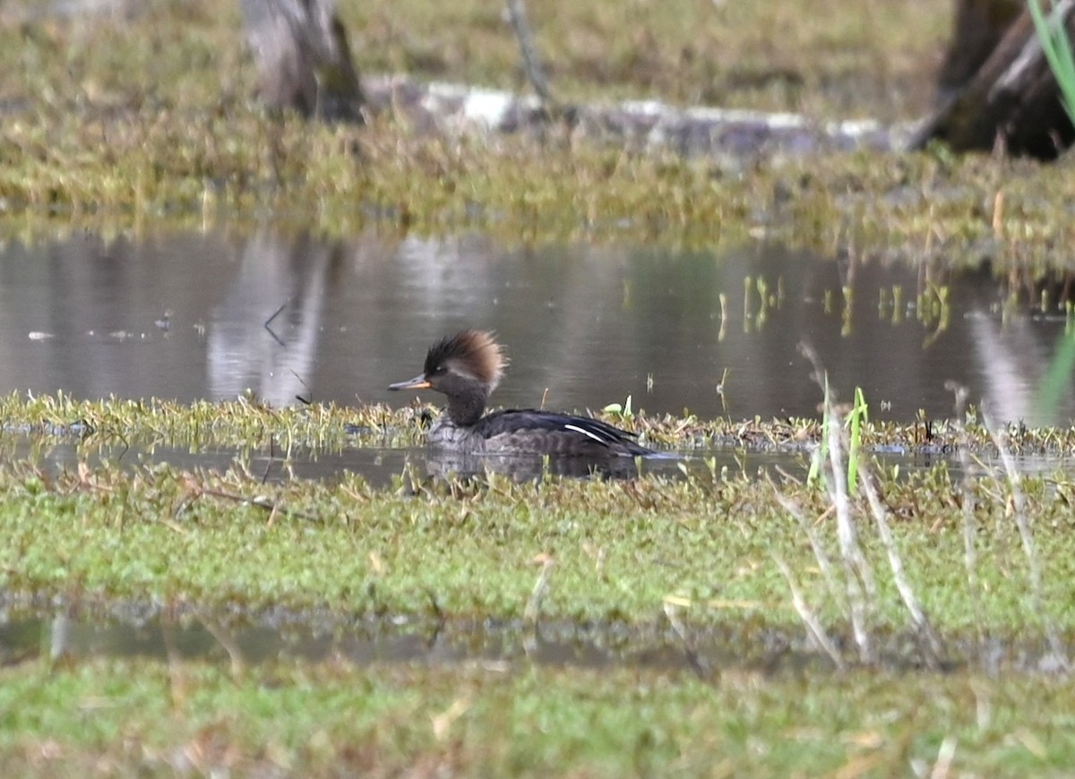 Hooded Merganser - ML632840883