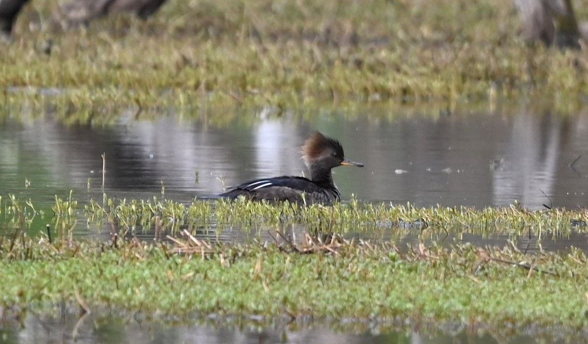 Hooded Merganser - ML632840893