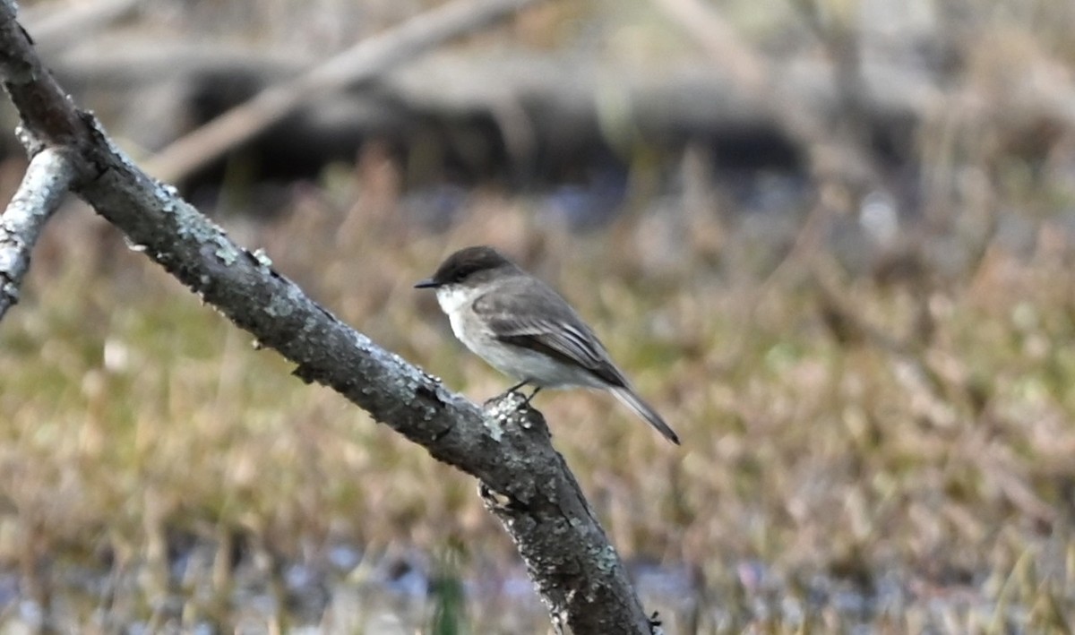 Eastern Phoebe - ML632840914