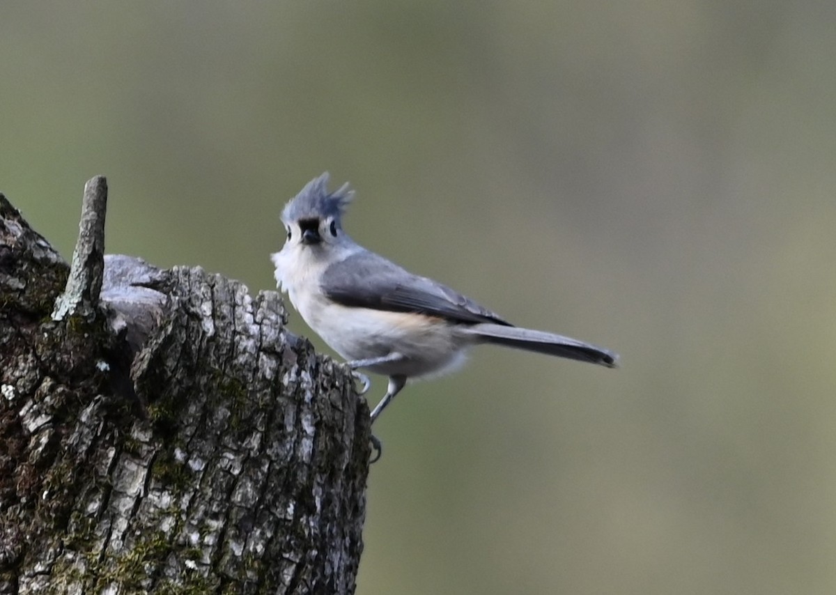 Tufted Titmouse - ML632840926