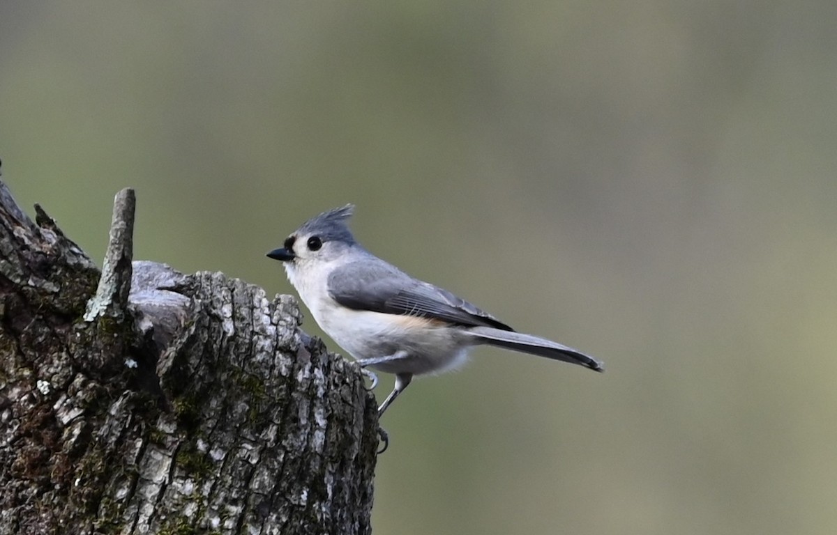Tufted Titmouse - ML632840930