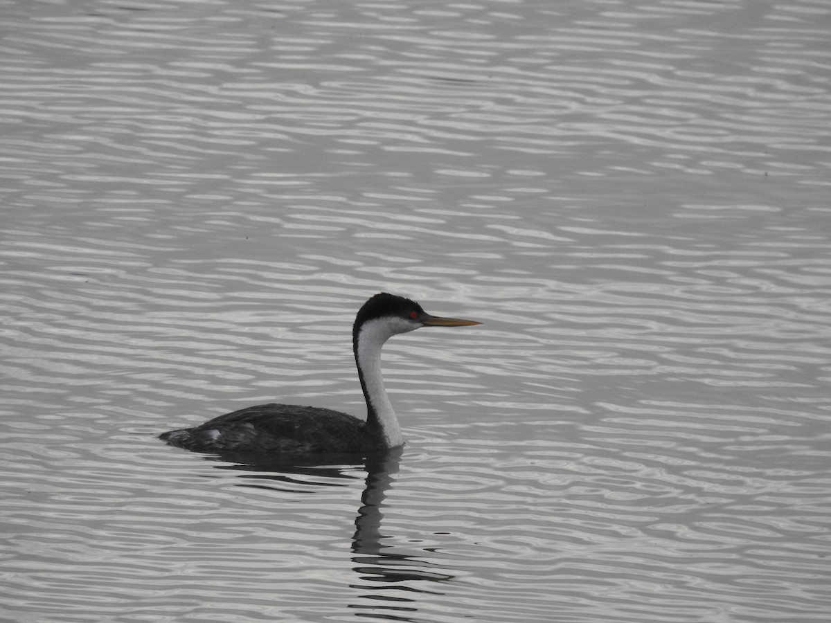 Western Grebe - ML632840939