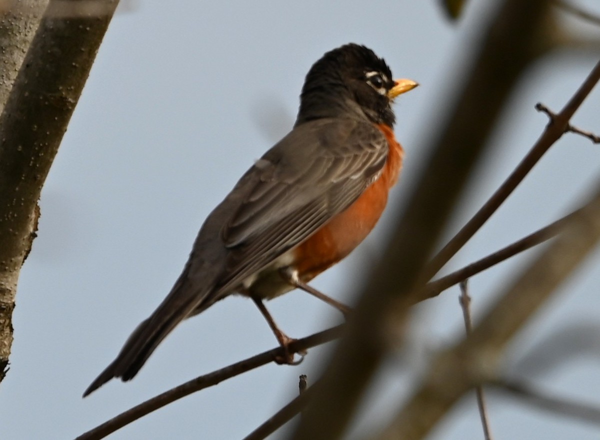American Robin - ML632840940