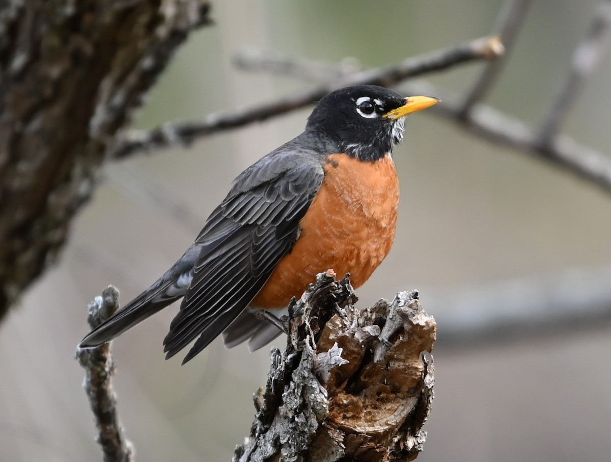 American Robin - ML632840943