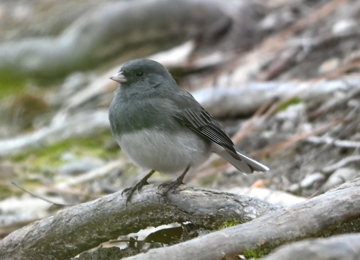 Dark-eyed Junco - ML632840974