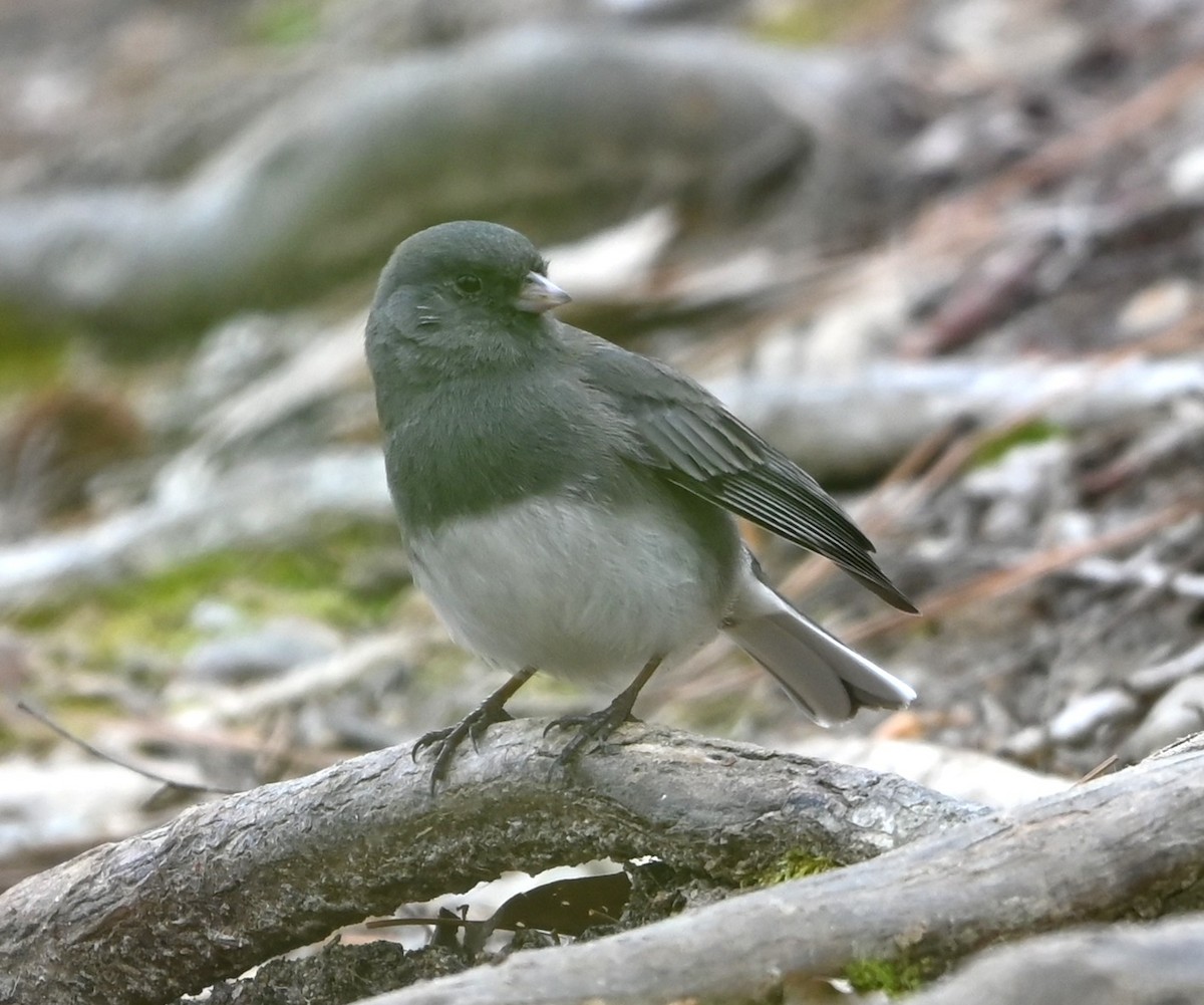 Dark-eyed Junco - ML632840976