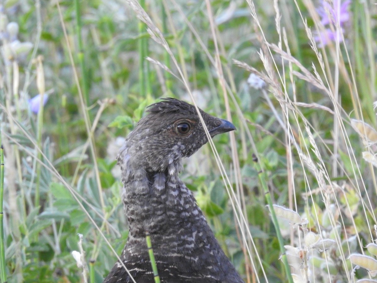 Dusky Grouse - ML632840984