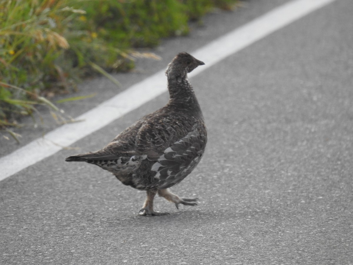Dusky Grouse - ML632840993