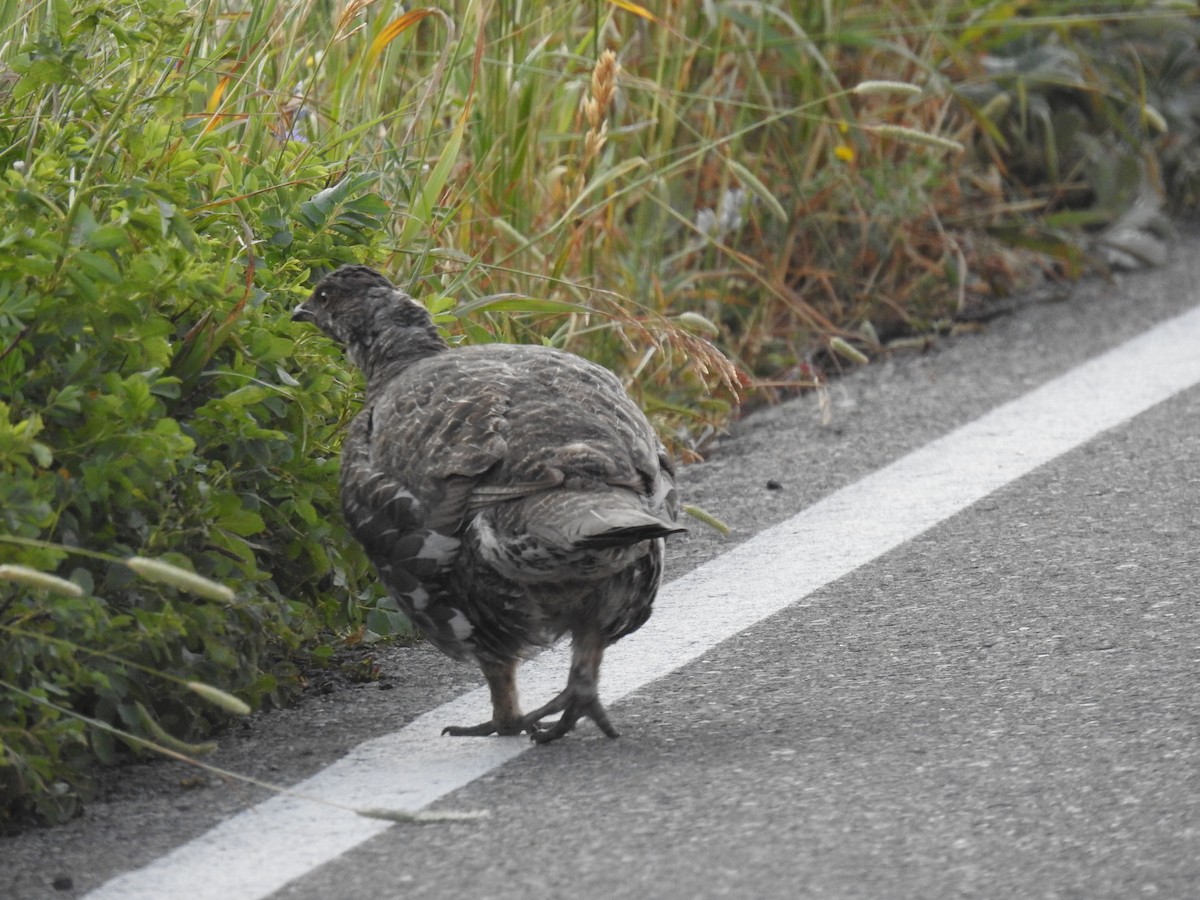 Dusky Grouse - ML632841000