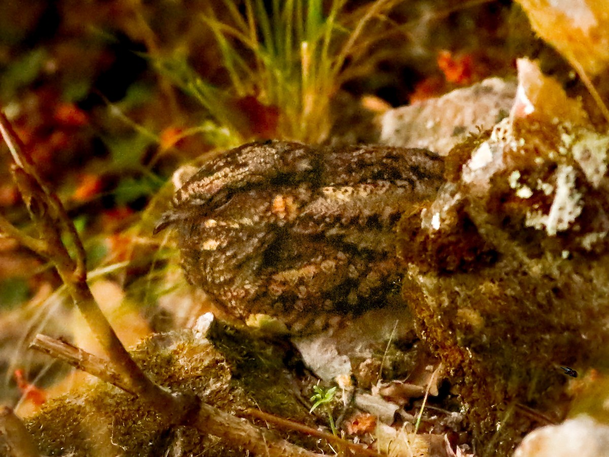 Gray Nightjar - ML632841052