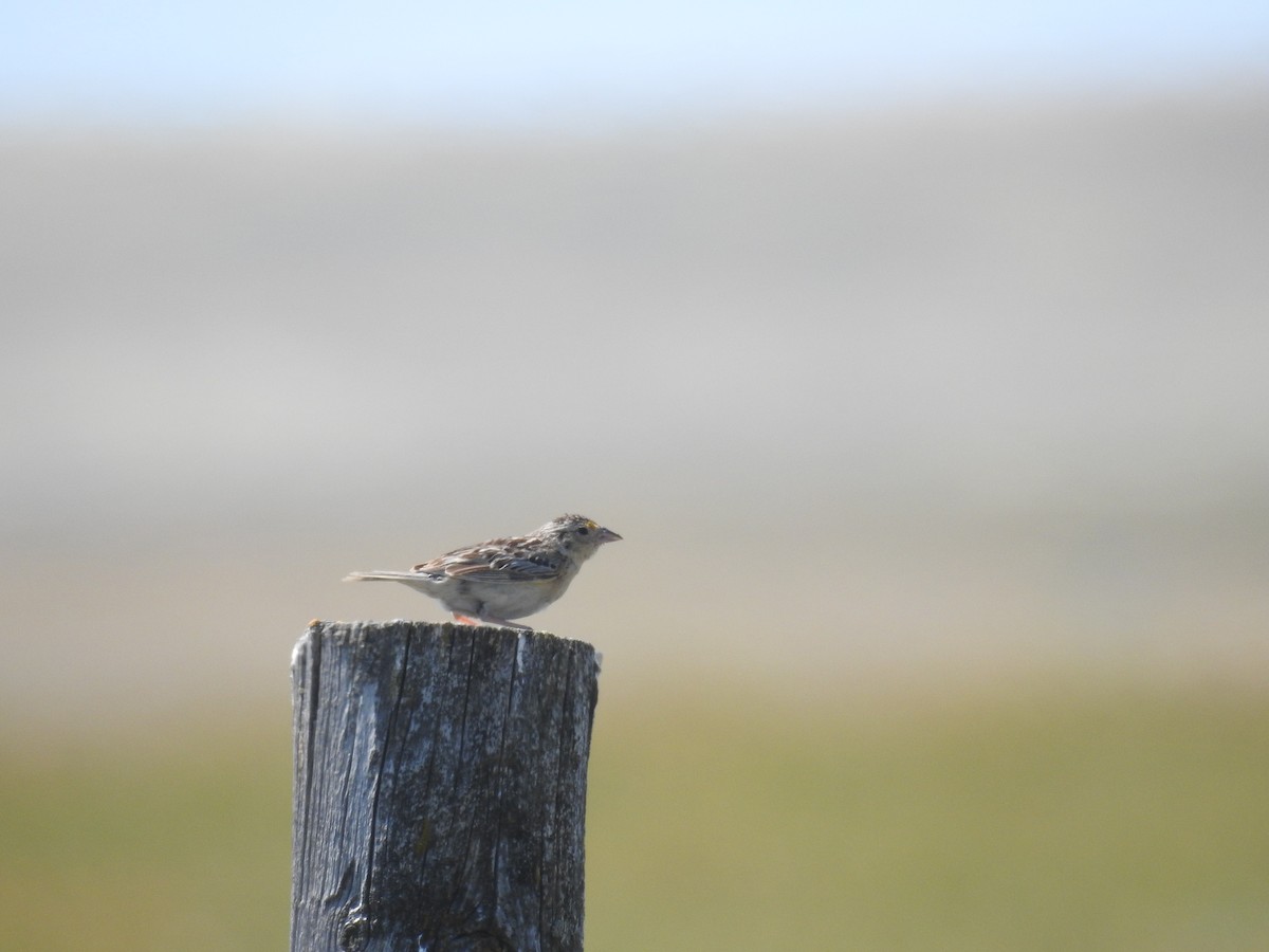 Grasshopper Sparrow - ML632841082