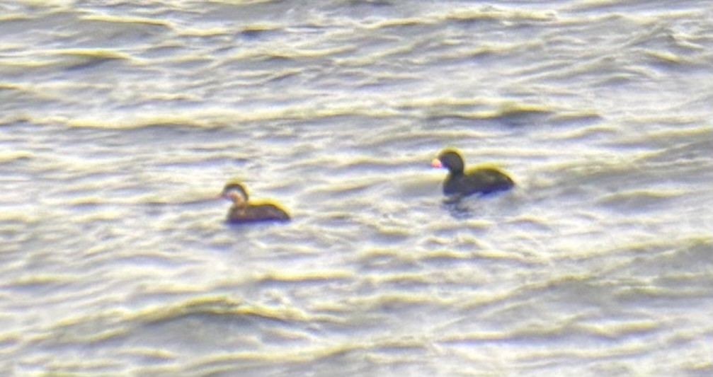 Black Scoter - ML632841181