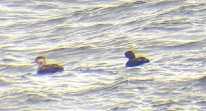 Black Scoter - ML632841182