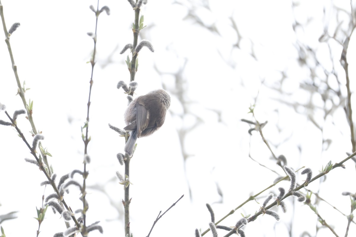 Sooty Tit - ML632841238