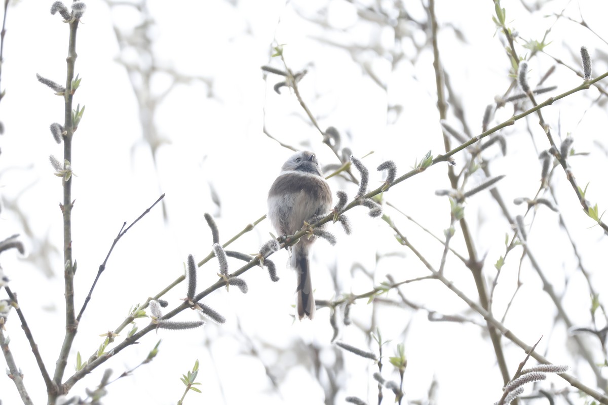Sooty Tit - ML632841239