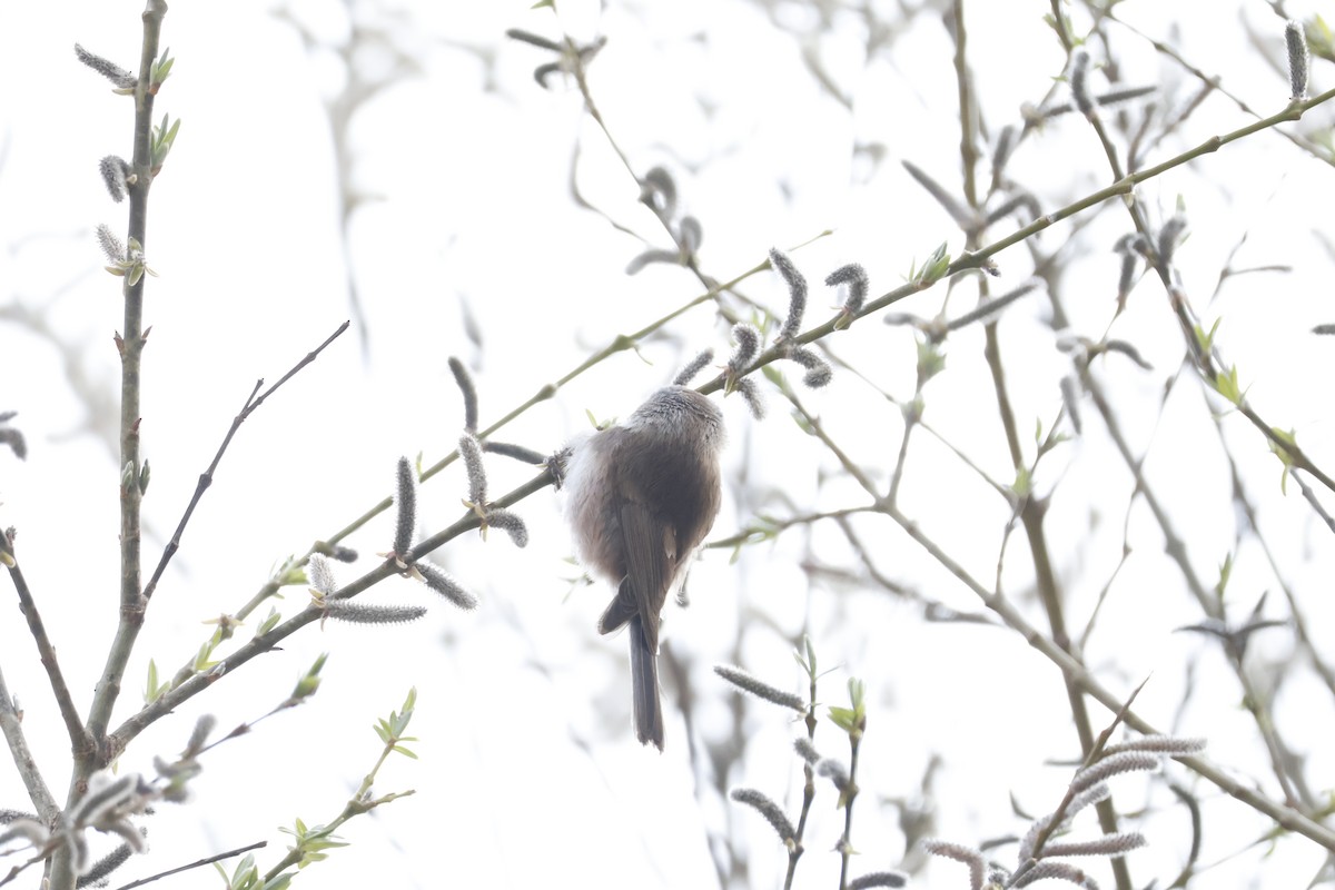 Sooty Tit - ML632841240
