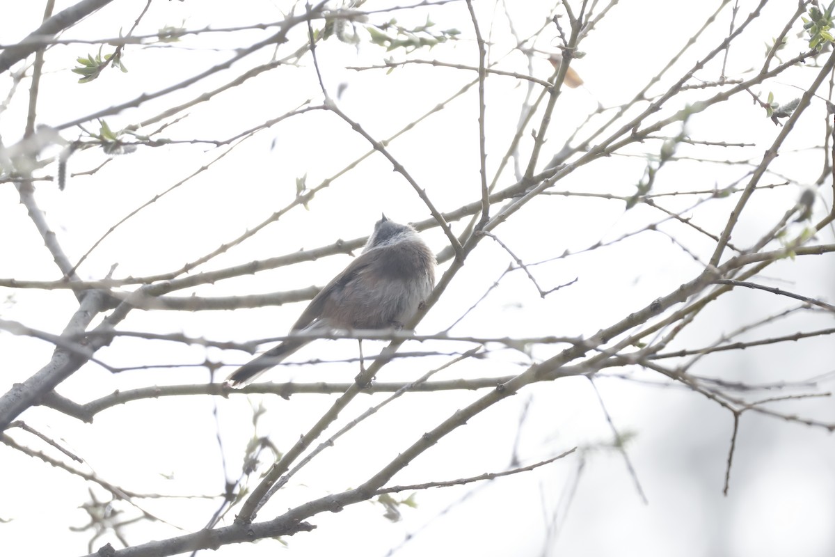 Sooty Tit - ML632841242