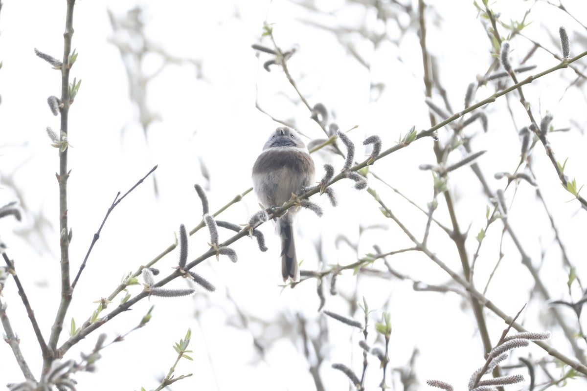 Sooty Tit - ML632841244