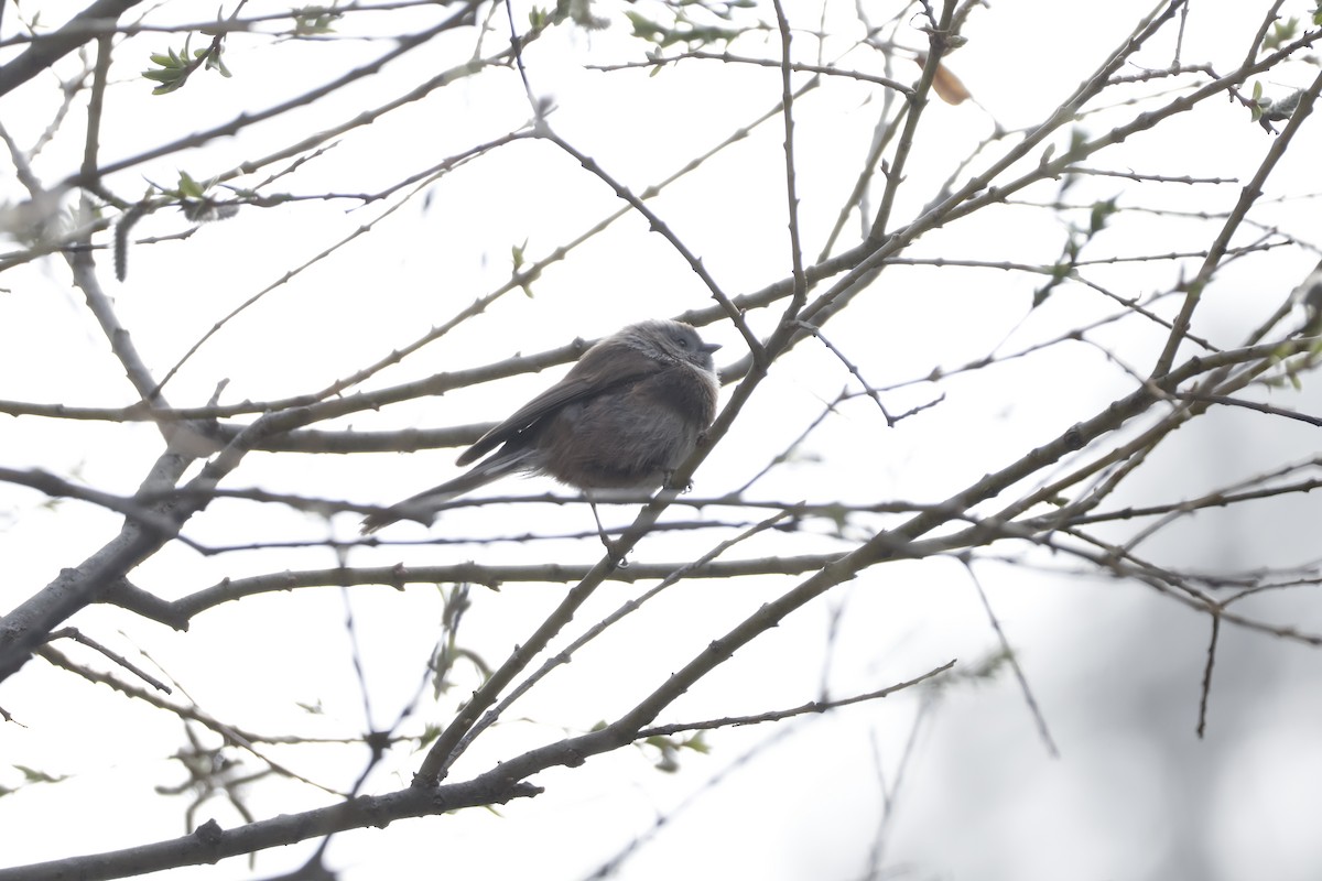 Sooty Tit - ML632841246