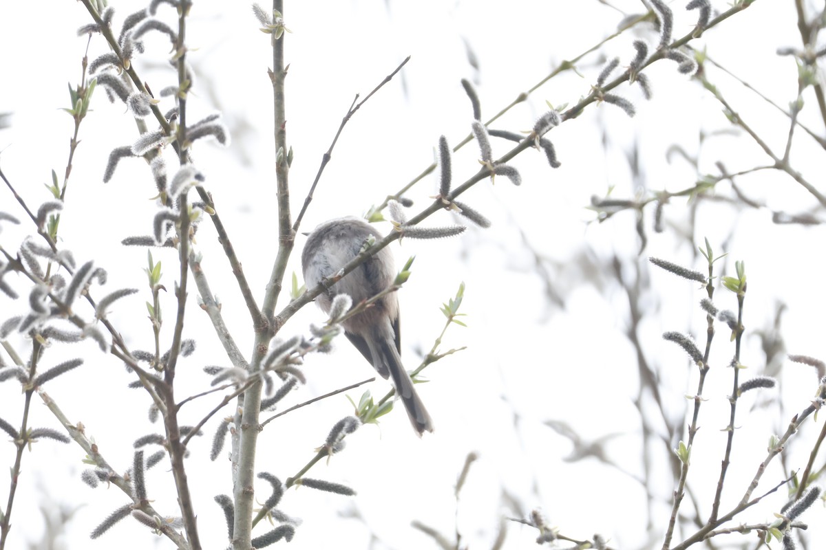 Sooty Tit - ML632841247